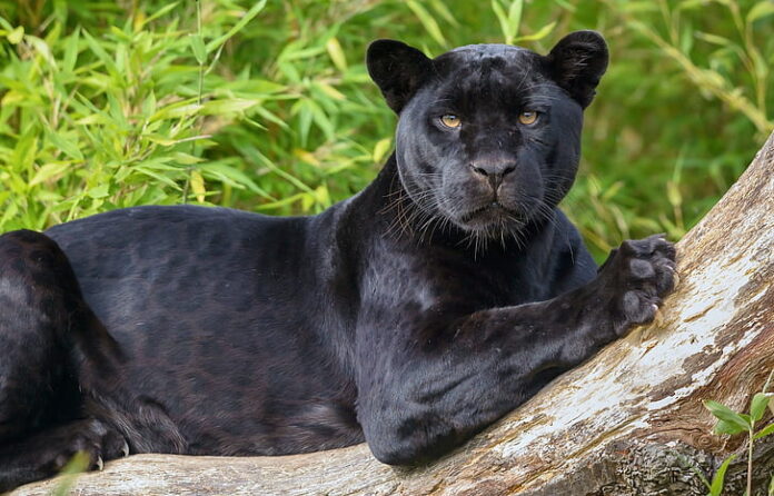 Black Jaguar